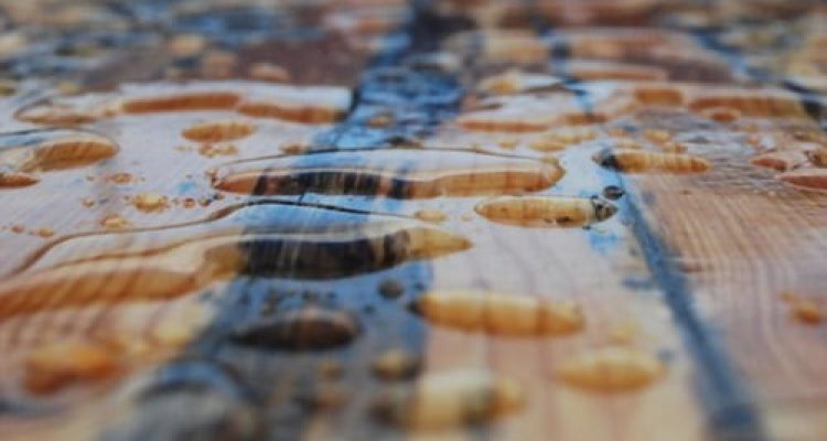 Top 5 – Best Waterproof Sealant for Wood In 2024