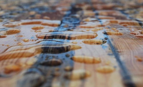 Read more about the article Top 5 – Best Waterproof Sealant for Wood In 2024
